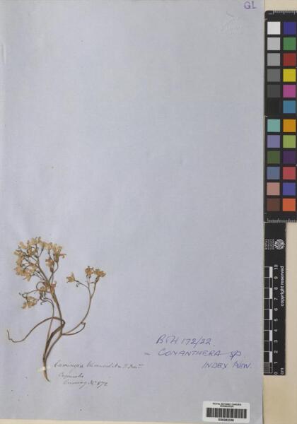 Conanthera trimaculata [Espécimen: ]