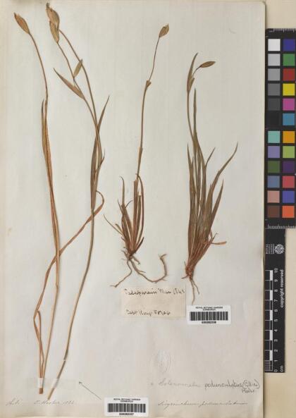 Solenomelus pedunculatus [Espécimen: ]