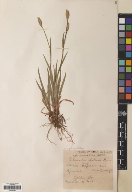 Solenomelus pedunculatus [Espécimen: ]