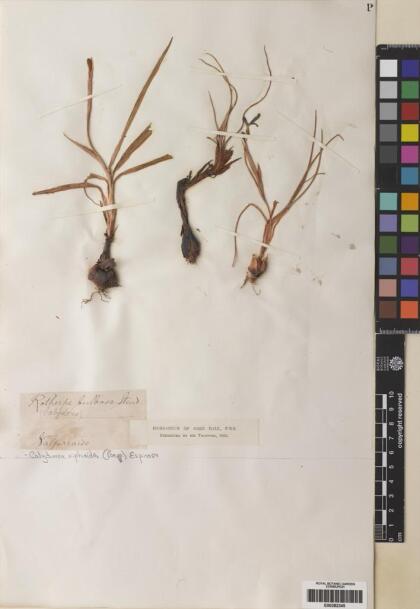Calydorea xiphioides [Espécimen: ]