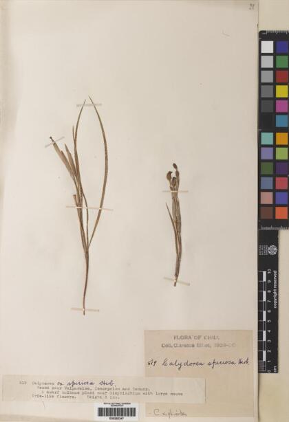 Calydorea xiphioides [Espécimen: ]