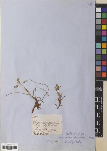Calydorea xiphioides [Espécimen: ]