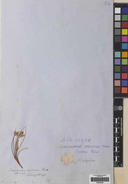 Calydorea xiphioides [Espécimen: ]