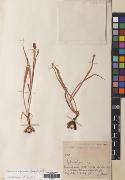 Calydorea xiphioides [Espécimen: ]