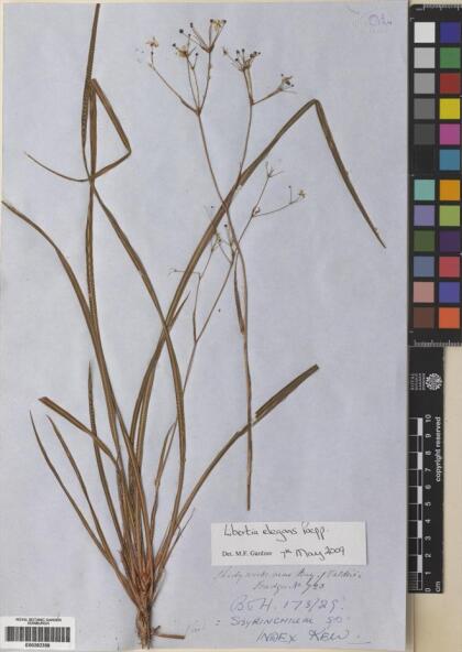 Libertia chilensis [Espécimen: ]