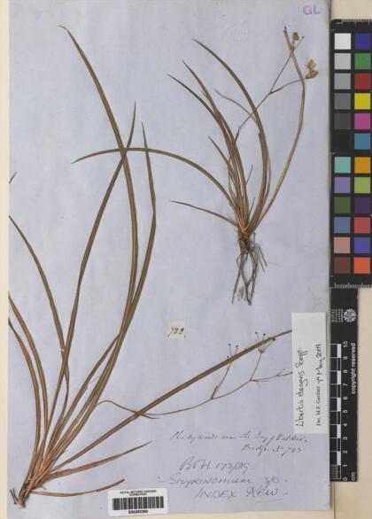 Libertia chilensis [Espécimen: ]