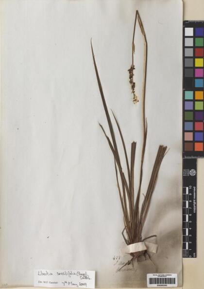 Libertia sessiliflora [Espécimen: ]