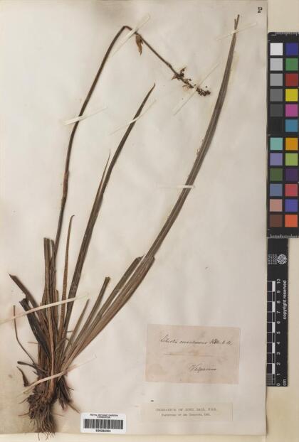 Libertia sessiliflora [Espécimen: ]