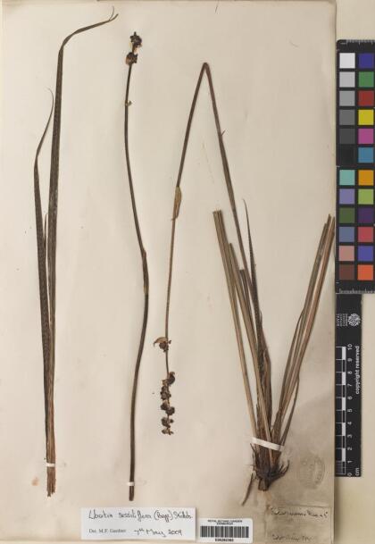 Libertia sessiliflora [Espécimen: ]