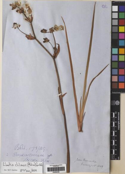 Libertia chilensis [Espécimen: ]