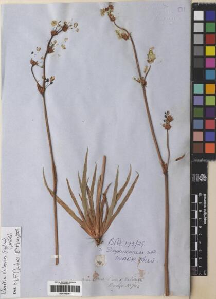 Libertia chilensis [Espécimen: ]