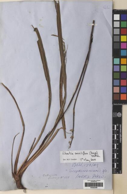 Libertia sessiliflora [Espécimen: ]