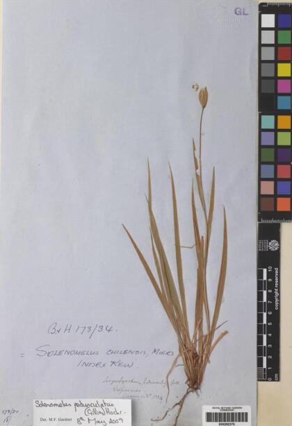 Solenomelus pedunculatus [Espécimen: ]
