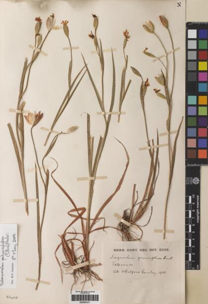 Solenomelus pedunculatus [Espécimen: ]