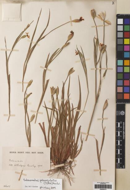 Solenomelus pedunculatus [Espécimen: ]