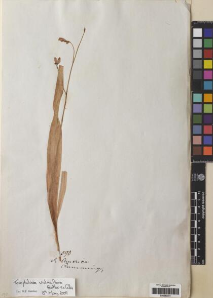 Tecophilaea violiflora [Espécimen: ]