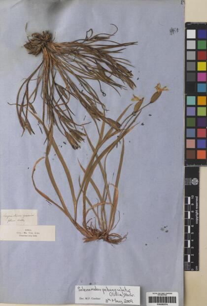 Solenomelus pedunculatus [Espécimen: ]