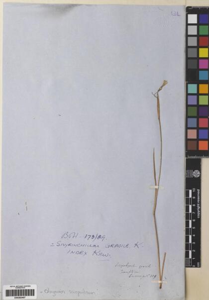 Olsynium scirpoideum subsp. scirpoideum [Espécimen: ]