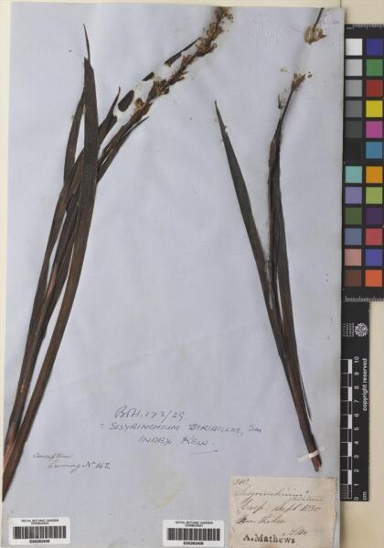 Sisyrinchium striatum [Espécimen: ]