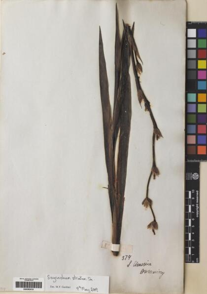 Sisyrinchium striatum [Espécimen: ]