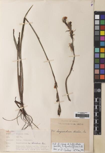 Sisyrinchium graminifolium [Espécimen: ]