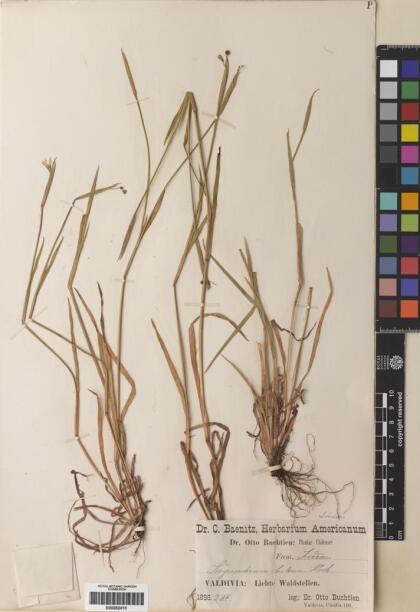 Sisyrinchium chilense [Espécimen: ]