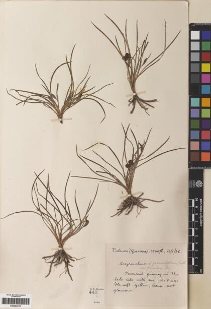 Sisyrinchium graminifolium [Espécimen: ]