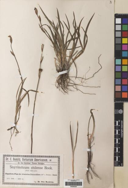 Sisyrinchium chilense [Espécimen: ]