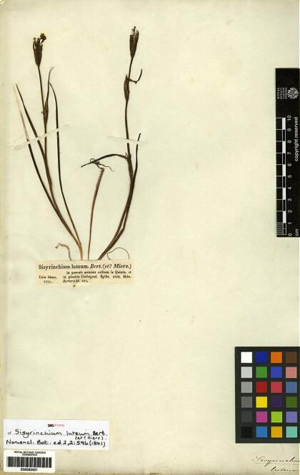 Sisyrinchium graminifolium [Espécimen: ]