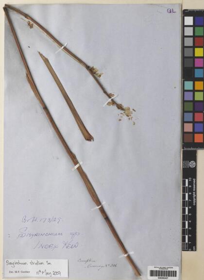 Sisyrinchium striatum [Espécimen: ]