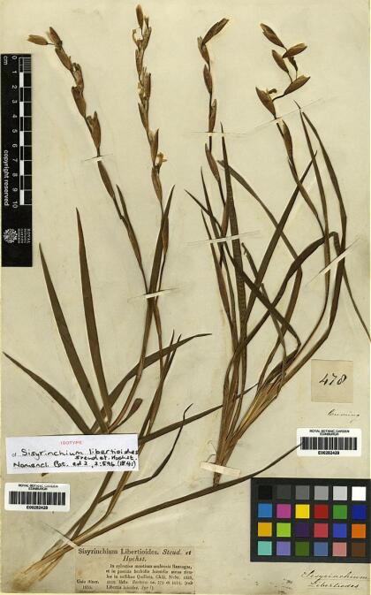 Sisyrinchium striatum [Espécimen: ]
