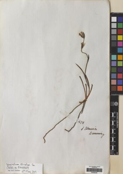 Sisyrinchium striatum [Espécimen: ]