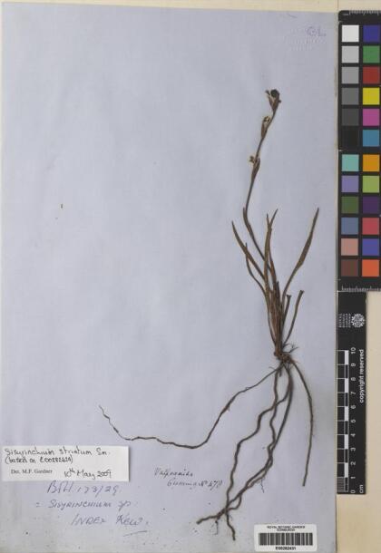 Sisyrinchium striatum [Espécimen: ]