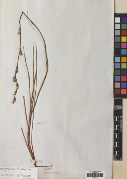 Sisyrinchium striatum [Espécimen: ]