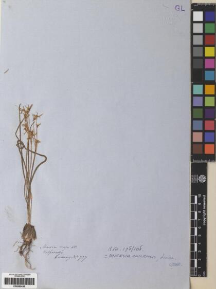 Miersia chilensis [Espécimen: ]