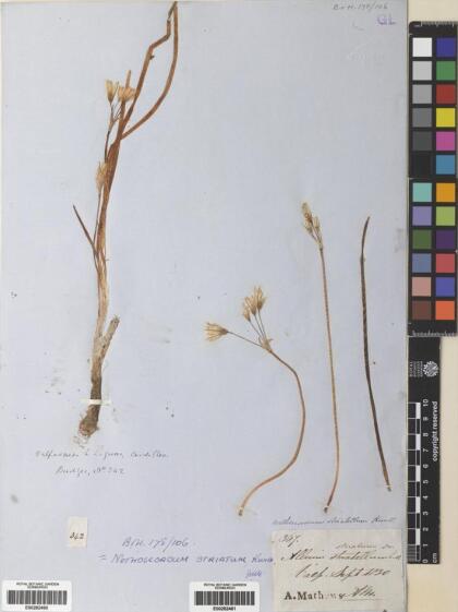 Nothoscordum gramineum var. gramineum [Espécimen: ]