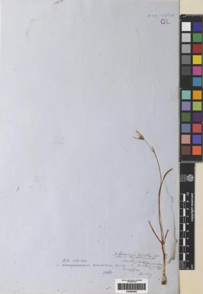 Nothoscordum gramineum var. gramineum [Espécimen: ]