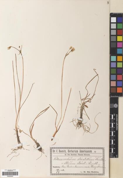 Nothoscordum gramineum var. gramineum [Espécimen: ]