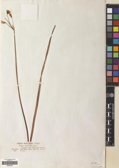 Nothoscordum gramineum var. gramineum [Espécimen: ]