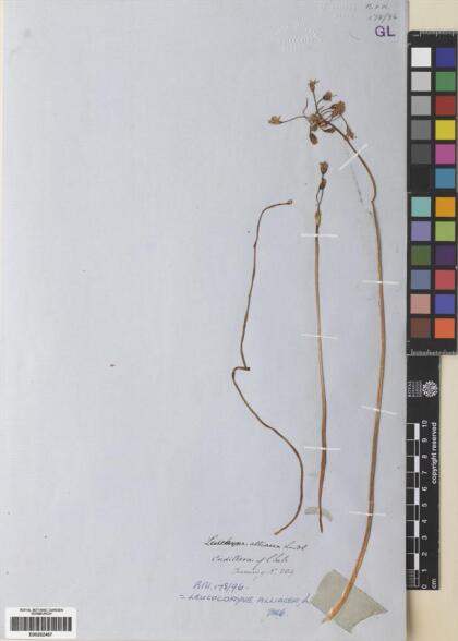 Leucocoryne alliacea [Espécimen: ]