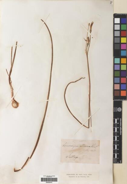 Leucocoryne alliacea [Espécimen: ]