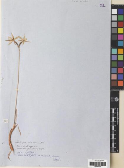 Leucocoryne foetida [Espécimen: ]