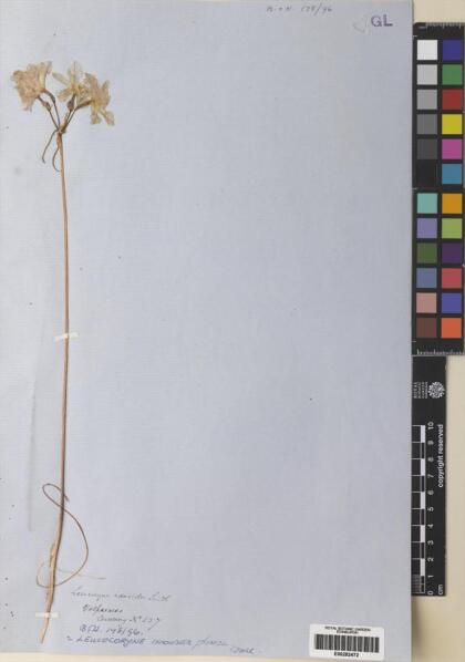 Leucocoryne ixioides [Espécimen: ]