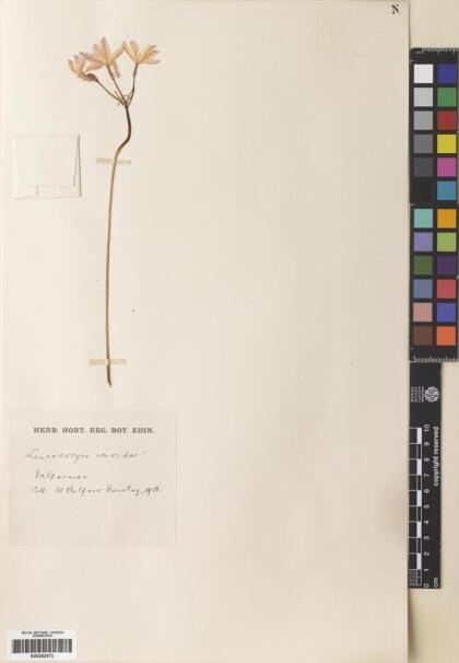 Leucocoryne ixioides [Espécimen: ]