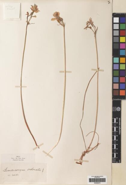 Leucocoryne foetida [Espécimen: ]