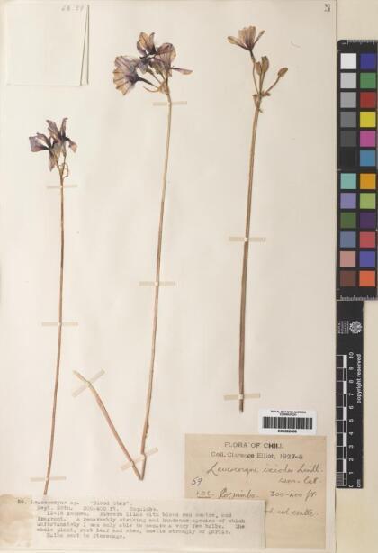 Leucocoryne ixioides [Espécimen: ]
