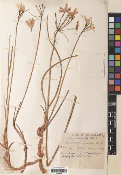 Leucocoryne ixioides [Espécimen: ]