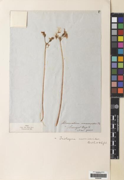 Leucocoryne coronata [Espécimen: ]