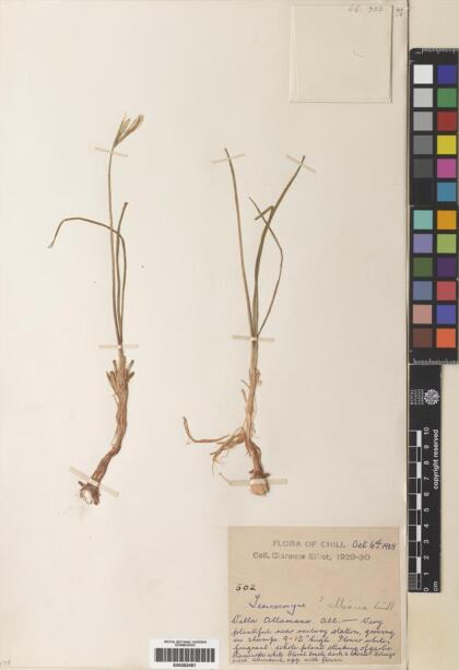 Leucocoryne ixioides [Espécimen: ]