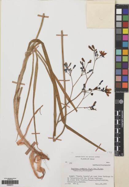 Pasithea caerulea [Espécimen: ]